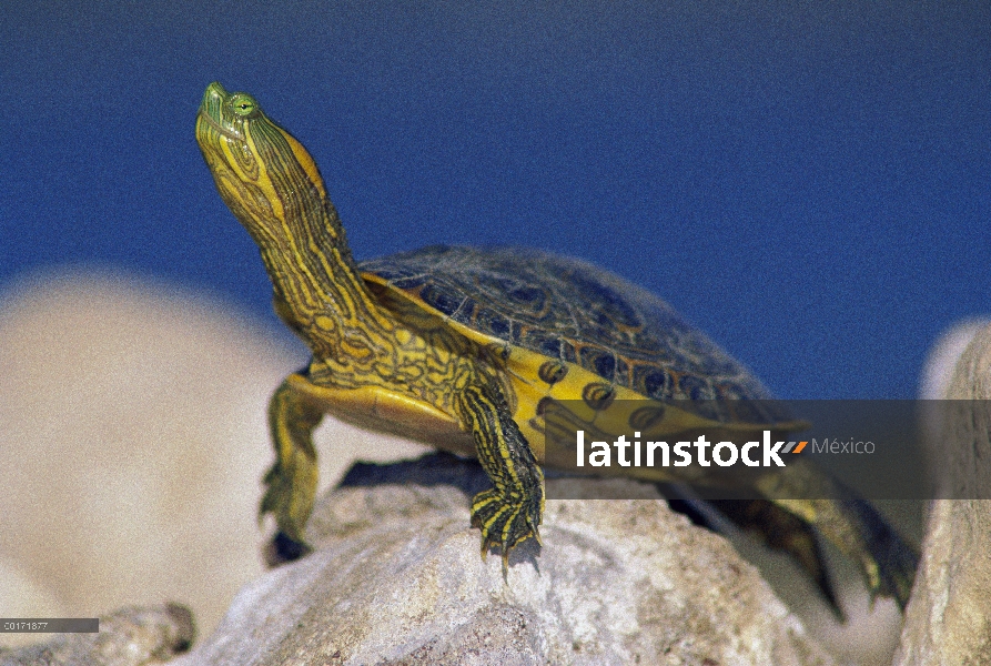 Tortuga de vientre amarillo Slider (Trachemys scripta scripta), América del norte