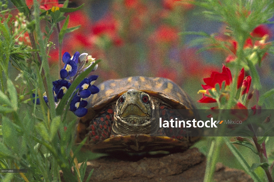 Occidental tortuga (Terrapene ornata) entre altramuz (Lupinus sp) y brocha (Castilleja sp), América 