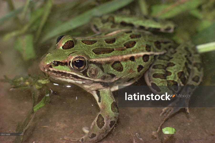 Norte de la rana leopardo (Rana pipiens) sentado en la piscina de poca profundidad, especies abundan