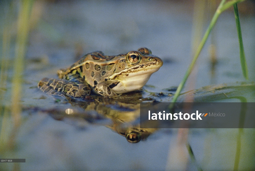 Retrato de la rana leopardo (Rana pipiens) norte en estanque, América del norte