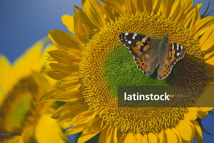 Americana señora pintada (Cynthia virginiensis) mariposa de girasol común (Helianthus annuus), Nuevo