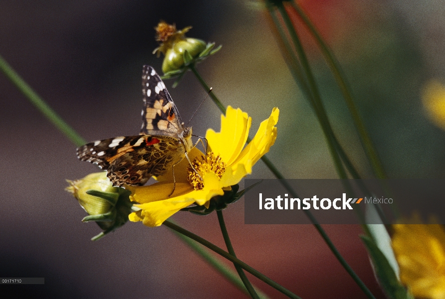 Americana señora pintada (Cynthia virginiensis) mariposa alimentándose de la flor de Coreopsis (Core