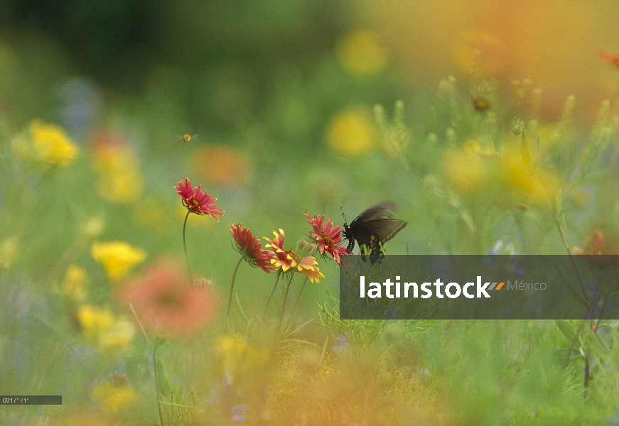 Mariposa alimentándose de néctar en un campo de manta India (Gaillardia pulchella) y flores de onagr