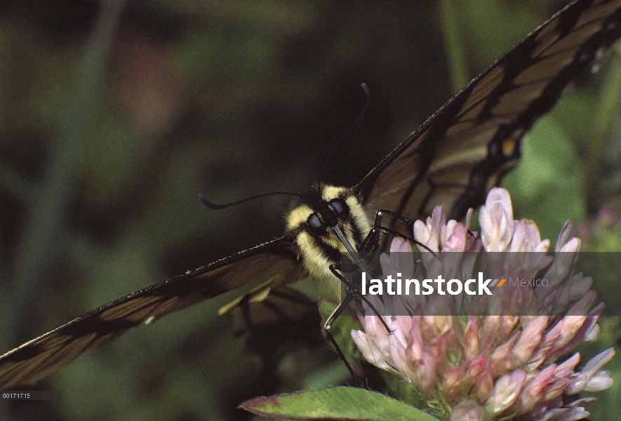 Primer plano de mariposa cola de Golondrina (Papilio sp) de alimentación individual en pincel (Casti