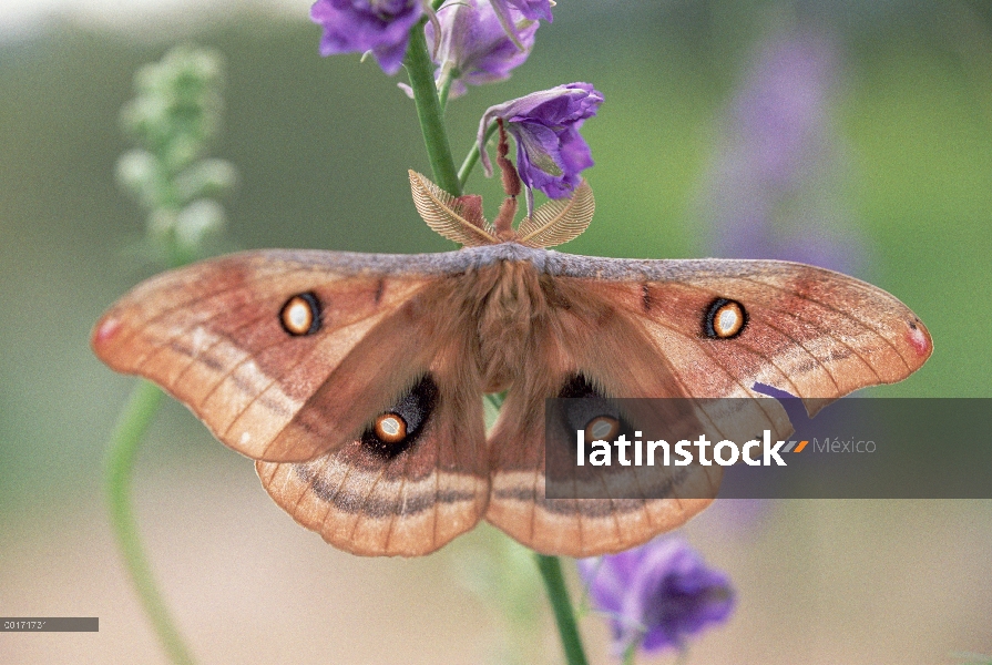 Polyphemus Moth (polyphemus de Antheraea) en Delphinium, Nuevo México