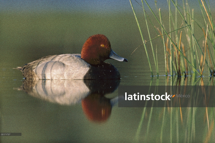 Hombre de pato (Aythya americana) pelirroja, Moses Lake, Washington