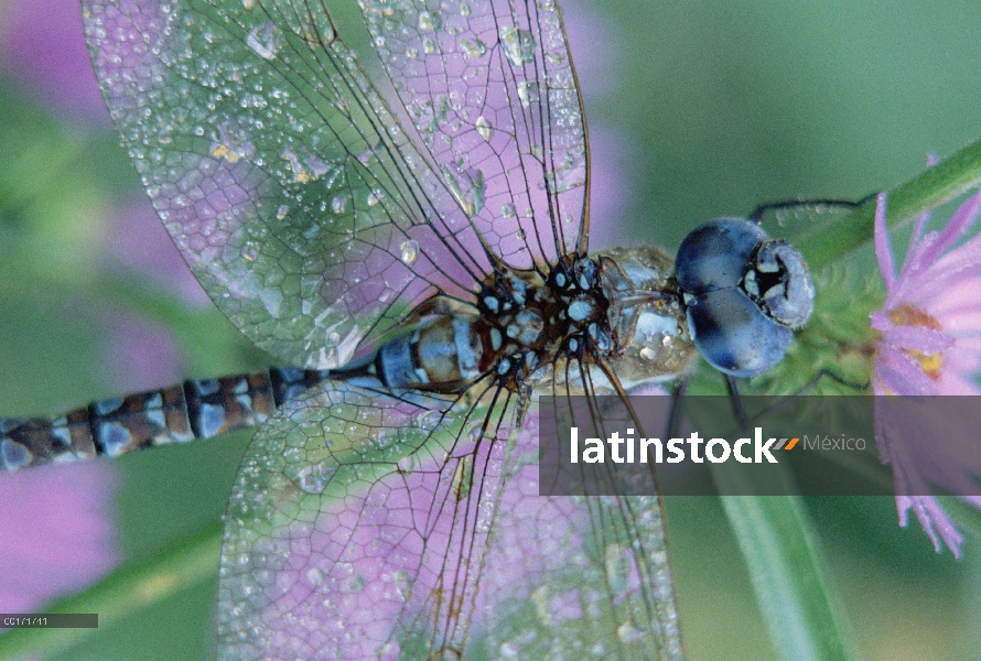 Sur cerca Halconero libélula (Aeshna cyanea), en el tallo, Nuevo México