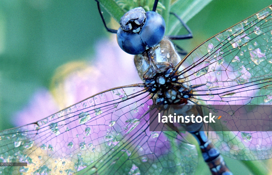 Libélula de Halconero meridional (Aeshna cyanea) cerrar, humedad en las alas, Nuevo México