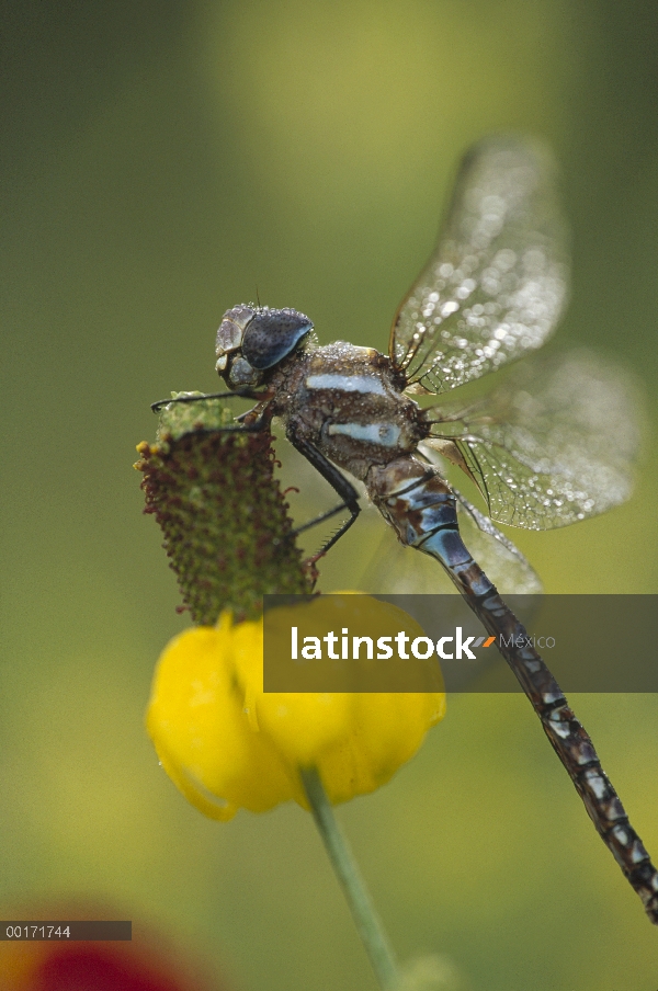 Libélula de Halconero meridional (Aeshna cyanea) en Coneflower de la pradera (Ratibida pinnata), Nue