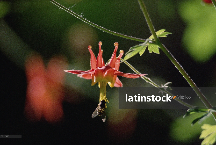 Columbine salvaje (Aquilegia canadensis) y abeja, estribaciones de la cascada, Washington