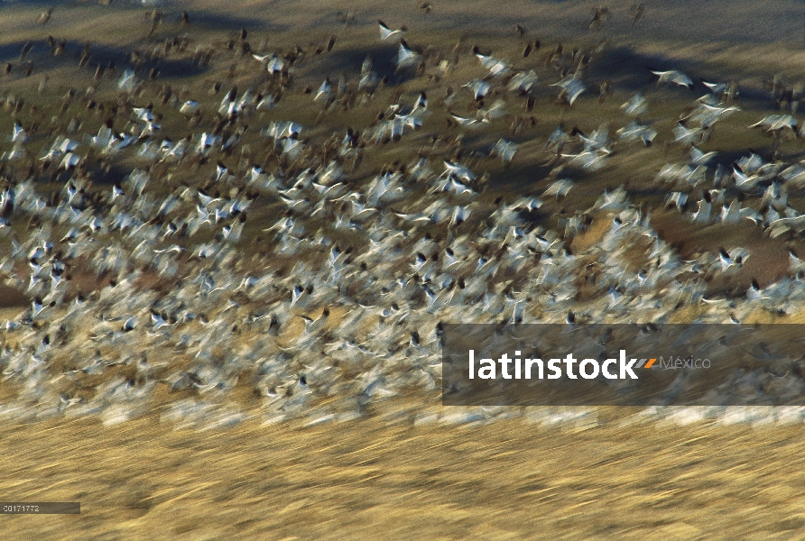 Ganso de la nieve (Chen caerulescens) bandada volando, Bosque del Apache National Wildlife refugio, 