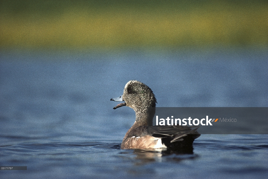 Macho Silbón americano (Anas americana) en el agua, América del norte