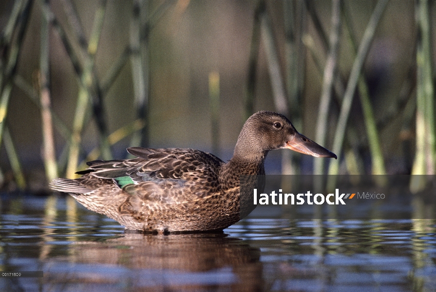 Hembra de pato cuchara (Anas clypeata) norte vadeando en estanque, Alberta, Canadá