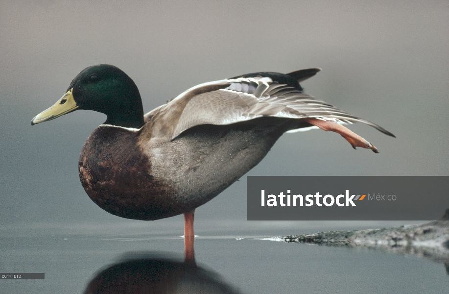 Macho de ánade real (Anas platyrhynchos) estirando su pierna, de la isla de Vancouver, Columbia Brit