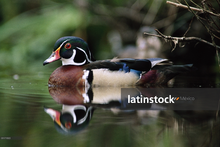 Varón pato joyuyo (Aix sponsa) en agua, Columbia Británica, Canadá