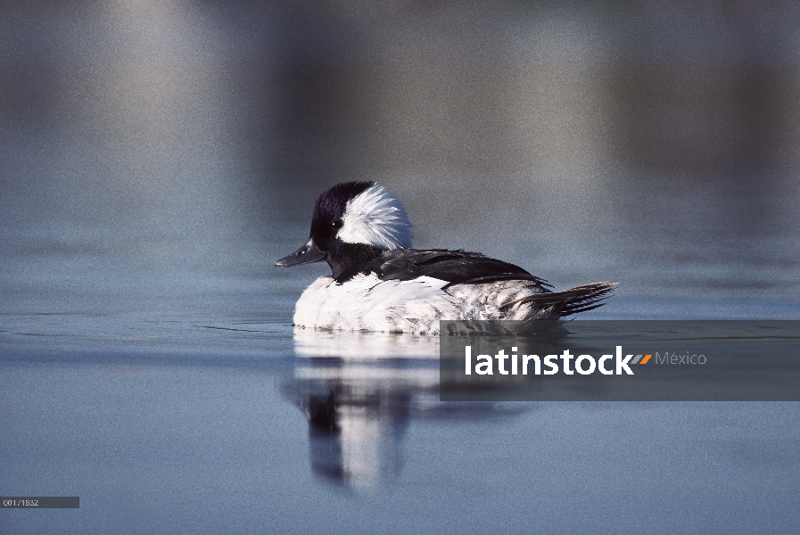 Albeola (Bucephala albeola) macho en el agua, América del norte