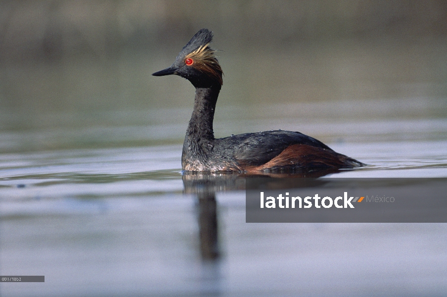 Zambullidor Orejudo (Podiceps nigricollis) de apareamiento plumaje en el lago, Nuevo México