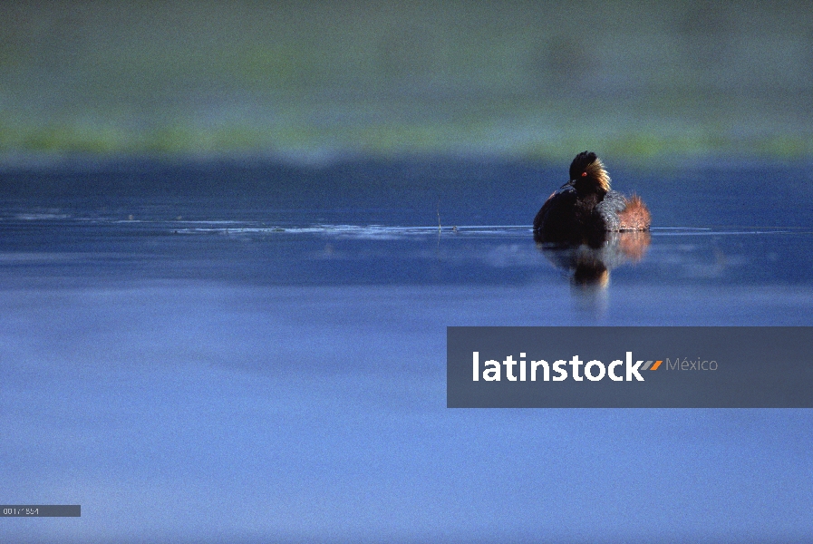 Zambullidor Orejudo (Podiceps nigricollis) de apareamiento plumaje en el lago, América del norte