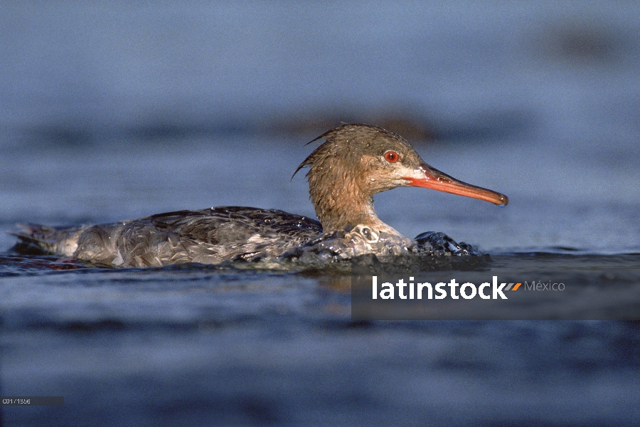 Rojo-breasted mujer Merganser (Mergus serrator), América del norte