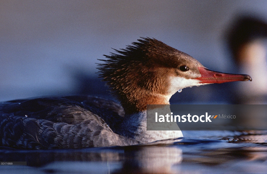 Retrato femenino común de Merganser (Mergus merganser), América del norte