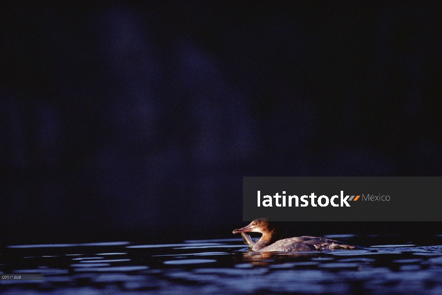 Mujer de Merganser (Mergus merganser) común en el lago con peces capturados, Columbia Británica, Can