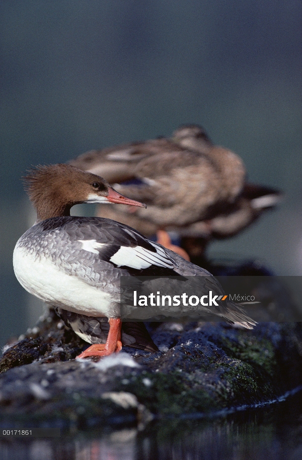 Común Merganser (Mergus merganser) femenino que está parado en un tronco, América del norte