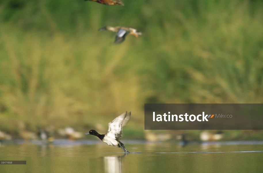 Macho de Porrón bastardo (Aythya affinis) menor del aterrizaje en el lago, América del norte