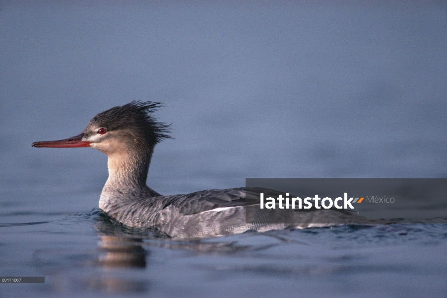 Rojo-breasted retrato femenino de Merganser (Mergus serrator), América del norte