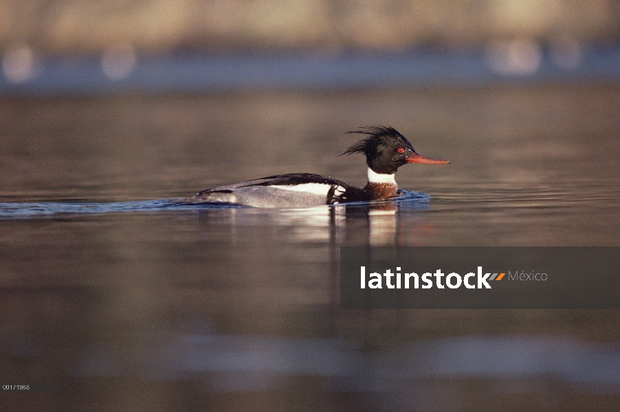 Rojo-breasted retrato masculino de Merganser (Mergus serrator), América del norte