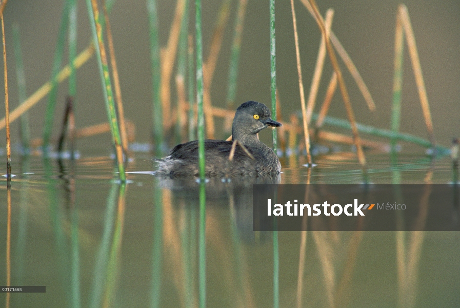 Por lo menos Grebe (Tachybaptus dominicus) flotando entre juncos, América del norte