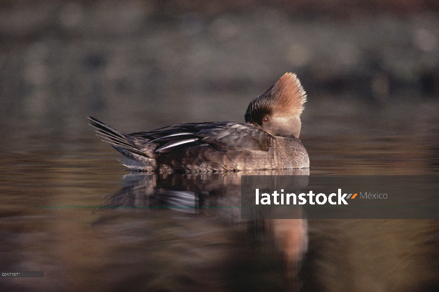 Mujer de Serreta (Lophodytes cucullatus) con capucha con pico bajo el ala, Columbia Británica, Canad