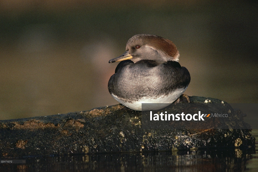 Retrato femenino del Serreta (Lophodytes cucullatus) con capucha, Columbia Británica, Canadá