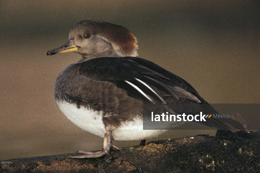 Mujer con capucha de la serreta (Lophodytes cucullatus), Columbia Británica, Canadá