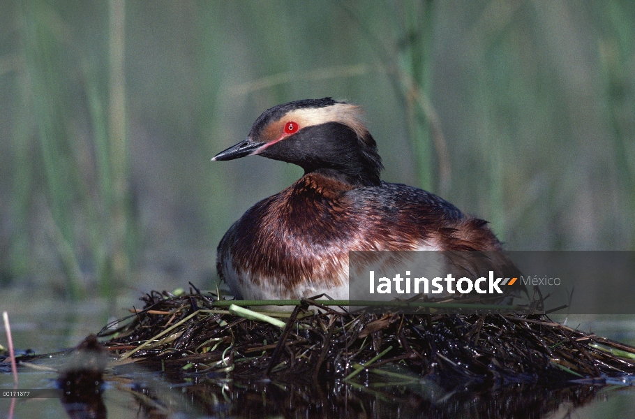 Con padres de Grebe (Podiceps auritus) incubando huevos en nidos flotantes, América del norte