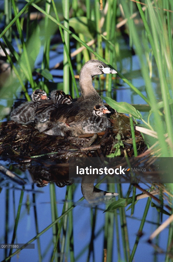 Varios colores – billed Grebe (podiceps de Podilymbus) padres en flotante nido con polluelos, Nuevo 