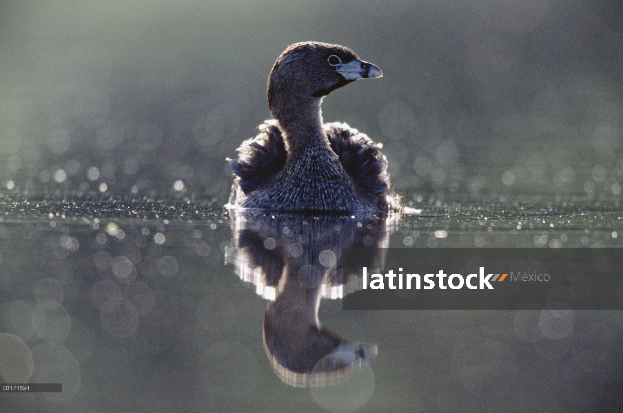 Varios colores – billed Grebe (podiceps de Podilymbus) retroiluminada adulto en el lago, América del