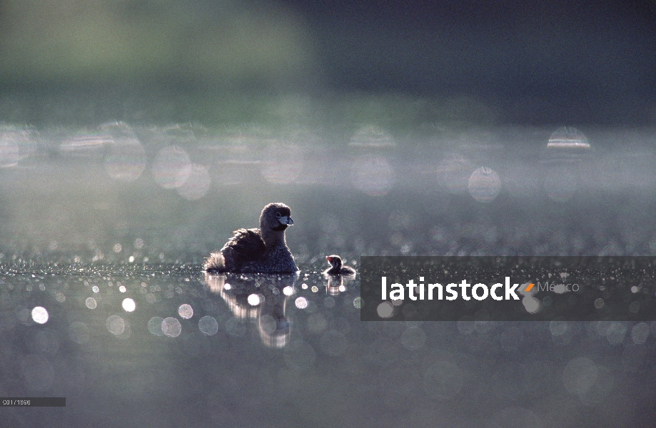 Varios colores – billed Grebe (podiceps de Podilymbus) padres y chick en el lago, Nuevo México