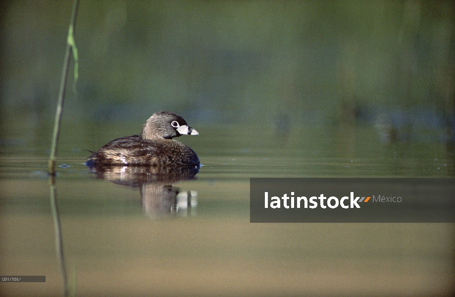 Varios colores – billed Grebe (Podilymbus podiceps) adultos en el lago, Nuevo México