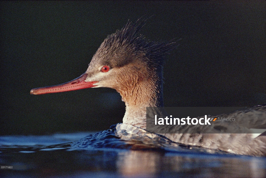 Rojo-breasted retrato femenino de Merganser (Mergus serrator), América del norte