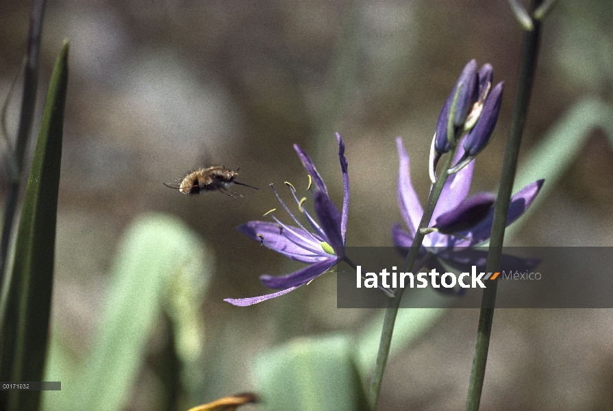 Mosca abeja (analis de ántrax) sobre Jacinto silvestre (Camassia scilloides), Columbia Británica, Ca