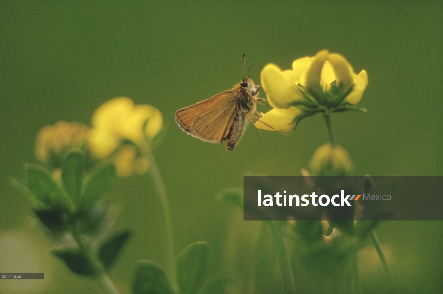 Mariposa de Skipper (Ancyloxypha numitor) menos en común trébol Lotus (Lotus corniculatus), Ithaca, 