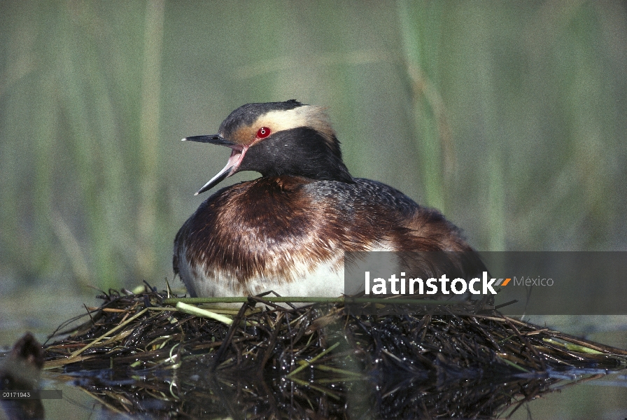 Padre de Grebe (Podiceps auritus) cuernos llamar nidos de incubación huevos flotantes, América del n