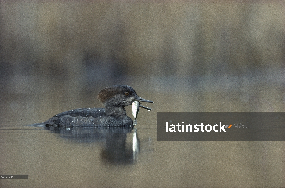 Mujer con capucha de Serreta (Lophodytes cucullatus) en el lago con peces capturados, América del no