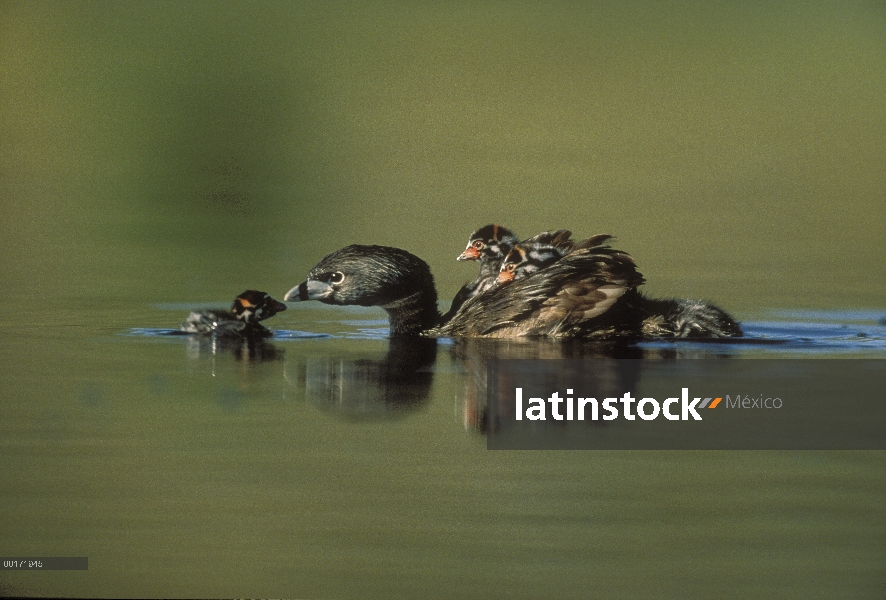 Varios colores – billed Grebe (podiceps de Podilymbus) padres con dos polluelos en su espalda y apre