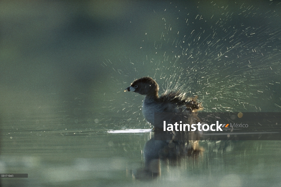 Varios colores – billed Grebe (Podilymbus podiceps) sacudiendo el agua de sus alas mientras se bañab