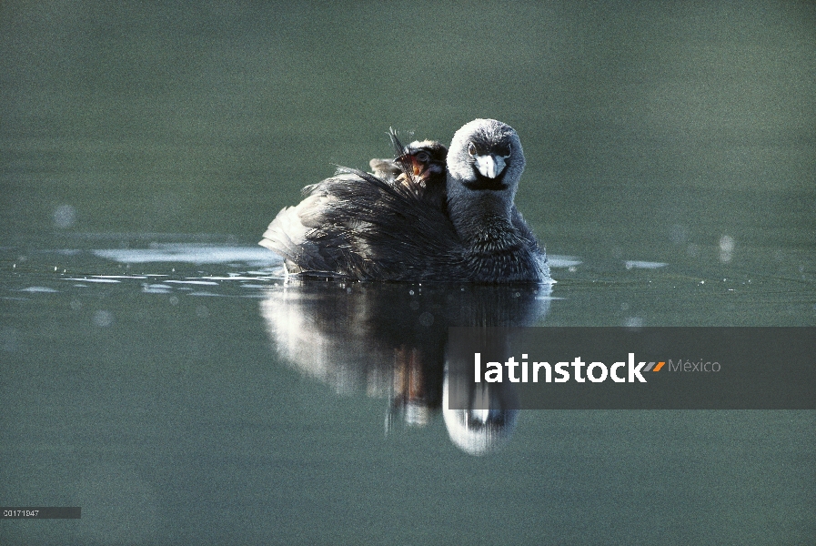 Varios colores – billed Grebe (podiceps de Podilymbus) padres polluelo que lleva en su parte posteri