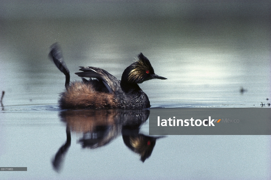 Zambullidor Orejudo (Podiceps nigricollis) en lago de América del norte, de plumaje de apareamiento