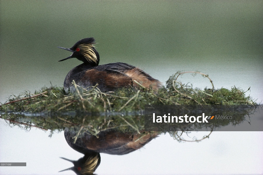 Zambullidor Orejudo (Podiceps nigricollis) de apareamiento plumaje llamando mientras incuba los huev