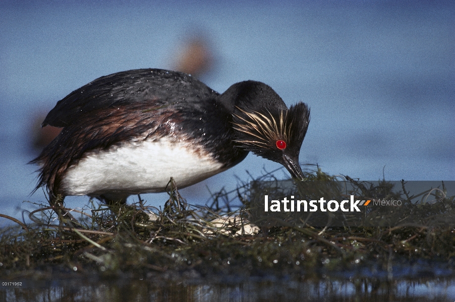 Zambullidor Orejudo (Podiceps nigricollis) tiende a plumaje de apareamiento los huevos en nidos flot