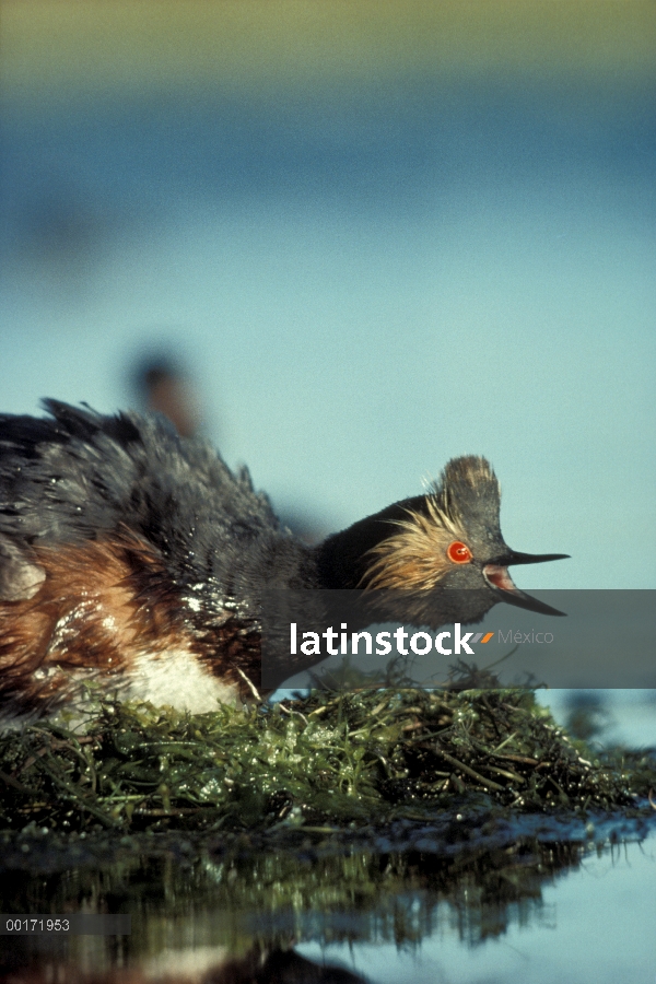 Padre de Grebe (Podiceps nigricollis) orejas de apareamiento plumaje llamar nidos de incubación huev